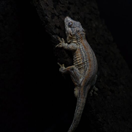 ガーゴイルゲッコー ストライプ パステル 神奈川CB GK-0001-24051