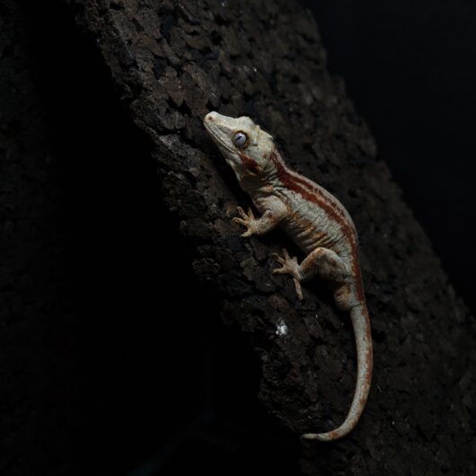 ガーゴイルゲッコー オレンジストライプ 神奈川CB GK-0001-25041