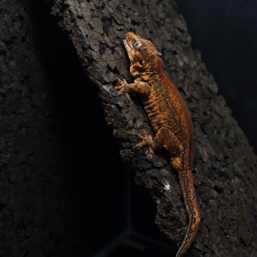 ガーゴイルゲッコー レッドストライプ 神奈川CB GK-0001-23081