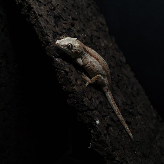 ガーゴイルゲッコー オレンジストライプ 神奈川CB GK-0001-25052