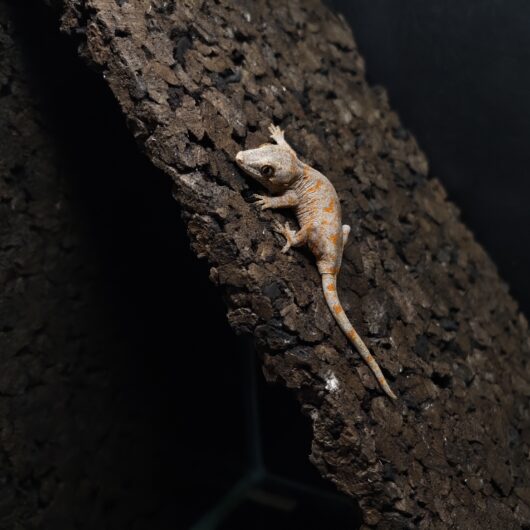 ガーゴイルゲッコー オレンジマーブル 神奈川CB GK-0001-25102