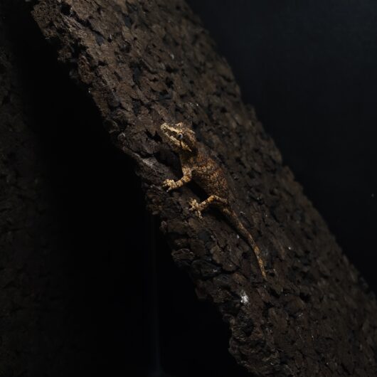 ガーゴイルゲッコー スケルトン 神奈川CB GK-0001-25091