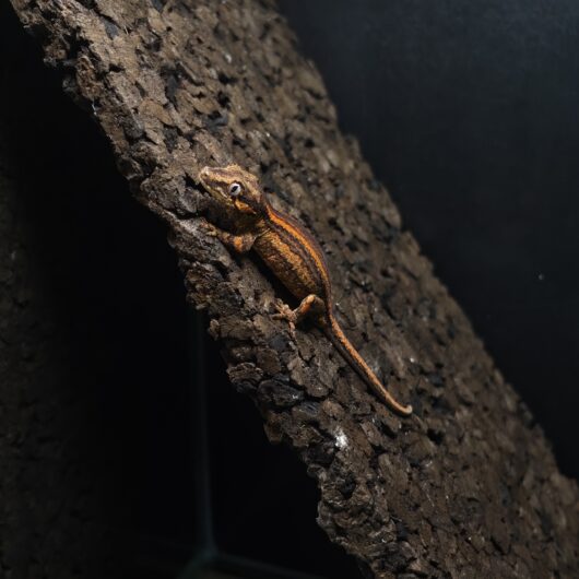 ガーゴイルゲッコー オレンジストライプ 神奈川CB GK-0001-25092