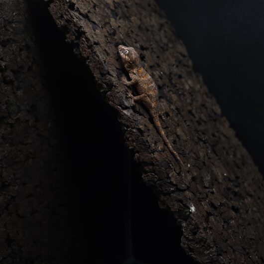 ガーゴイルゲッコー オレンジマーブル 神奈川CB GK-0001-25111