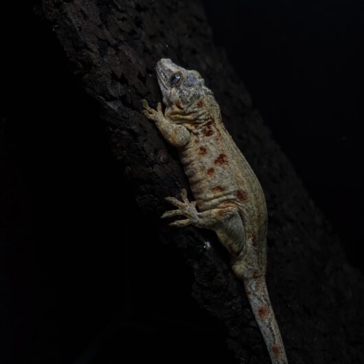 ガーゴイルゲッコー レッドブロッチ 神奈川CB GK-0001-22021