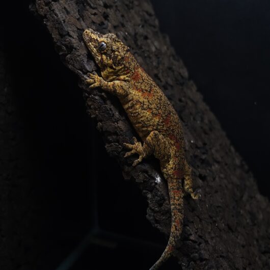 ガーゴイルゲッコー レッドブロッチ 神奈川CB GK-0001-22022