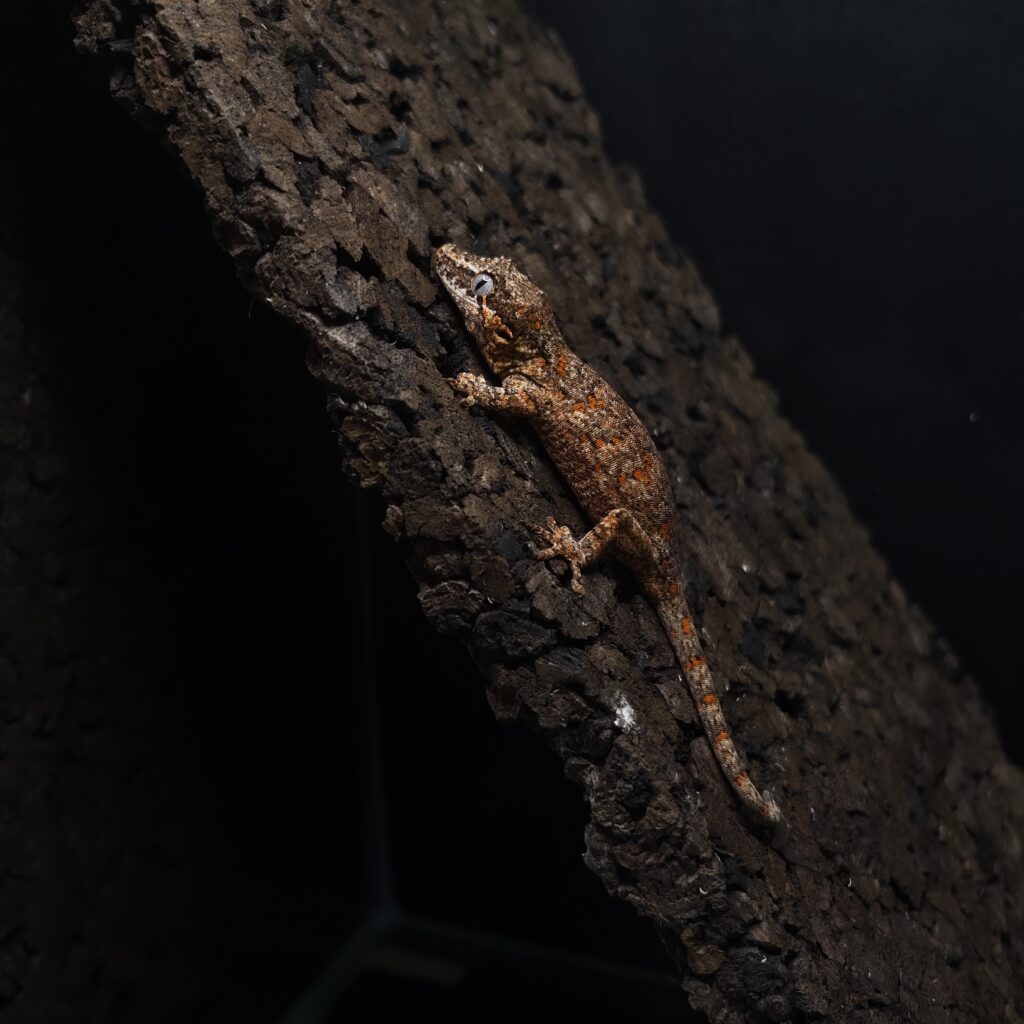 ガーゴイルゲッコー オレンジマーブル 神奈川CB GK-0001-25073