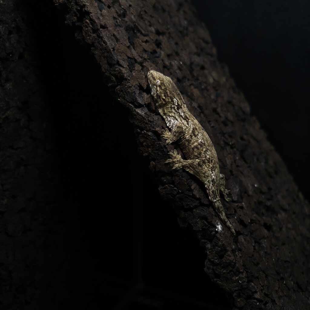 ジャイアントゲッコー ヘンケリー 神奈川CB GK-0003-25091