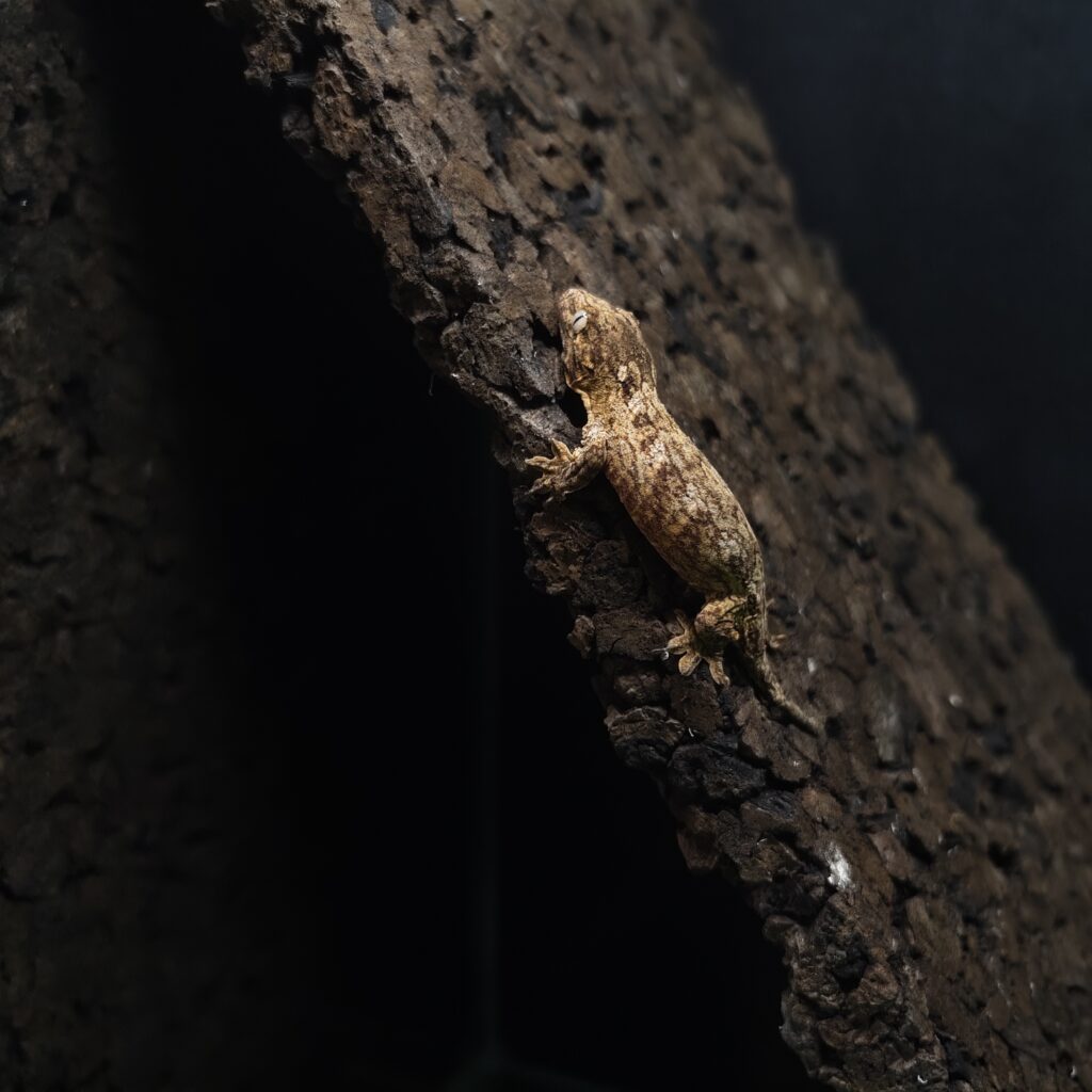 ジャイアントゲッコー ヘンケリー 神奈川CB GK-0003-25092