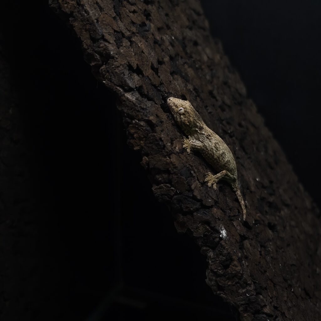 ジャイアントゲッコー グランテラ ヘンケリー 神奈川CB GK-0003-25111