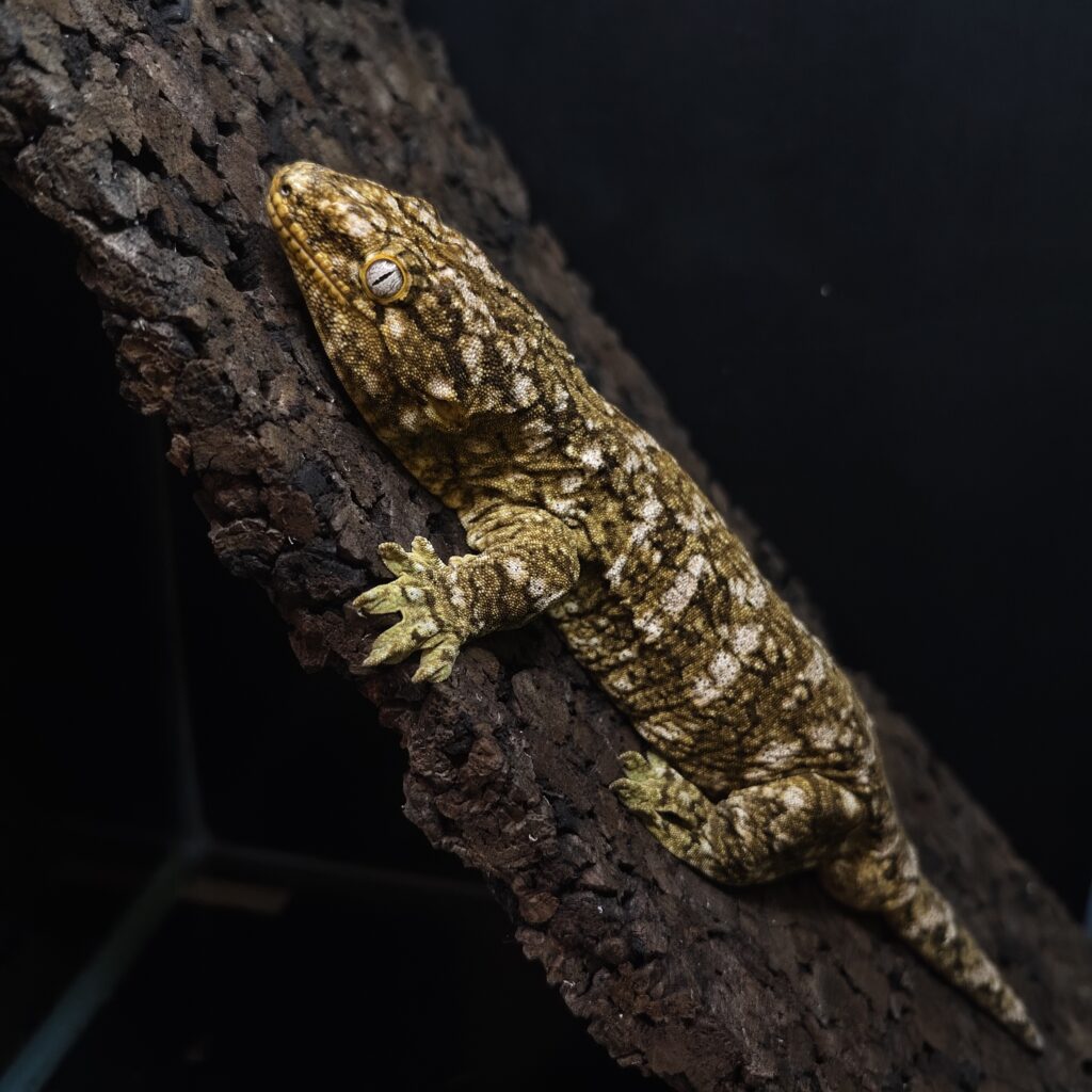 ジャイアントゲッコー スノーフレーク 神奈川CB GK-0003-24071