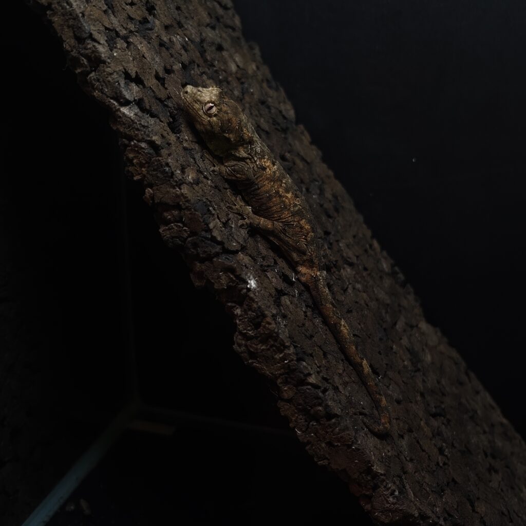 マモノミカドヤモリ パイン 神奈川CB GK-0004-25051