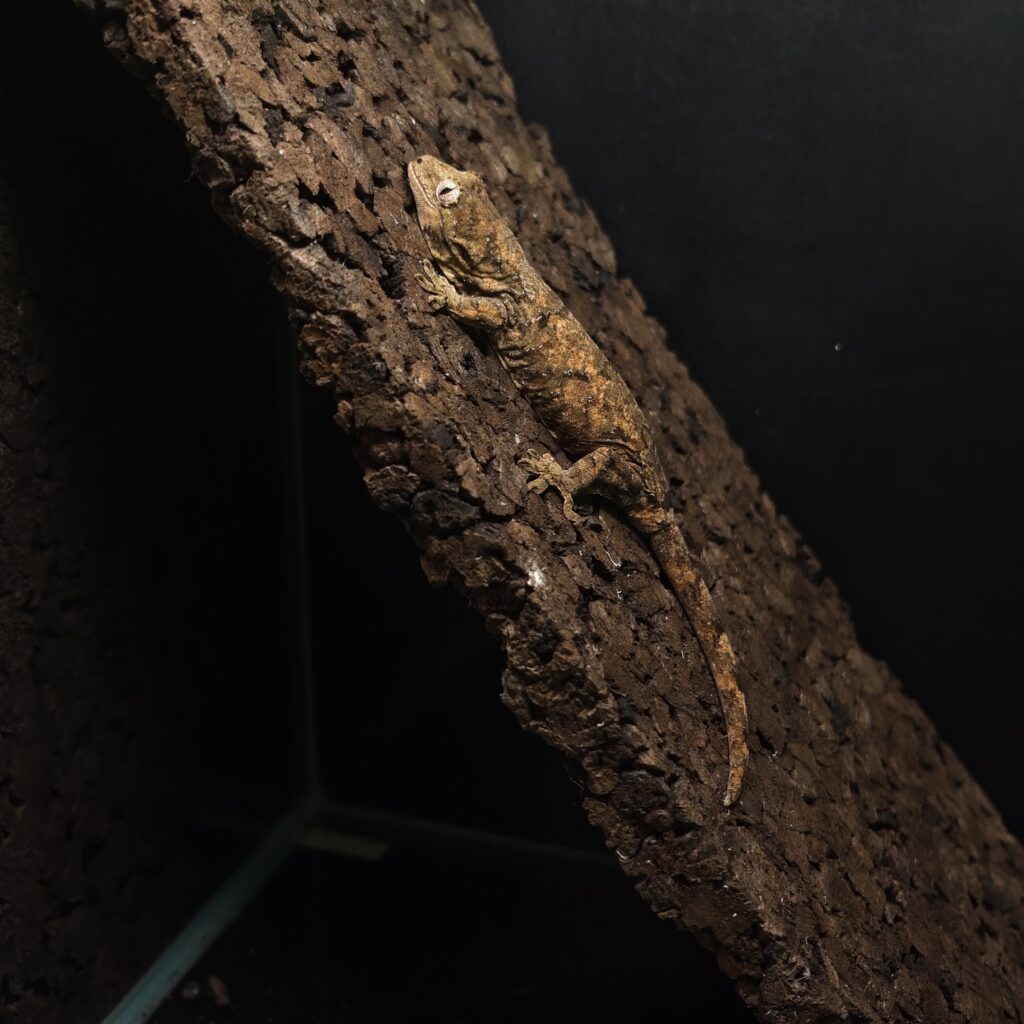 マモノミカドヤモリ パイン 神奈川CB GK-0004-24051