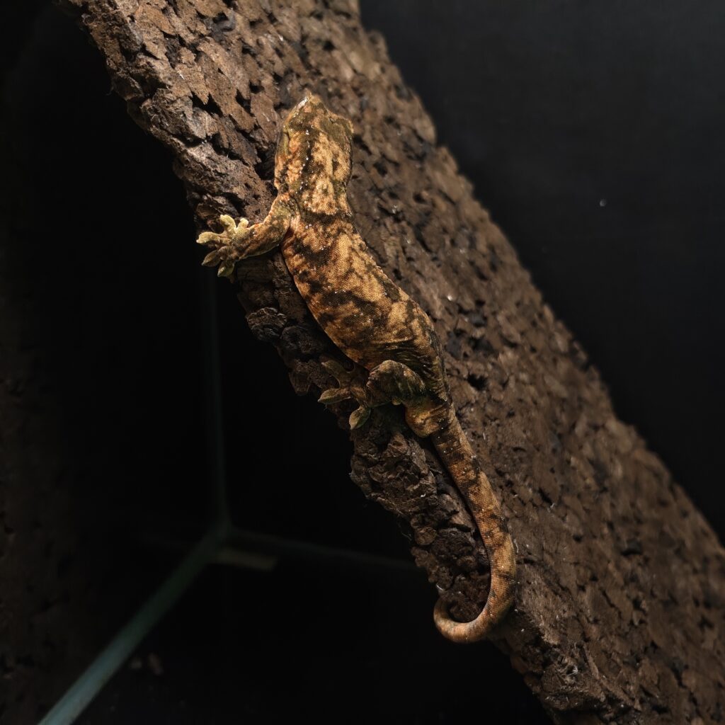 マモノミカドヤモリ パイン 神奈川CB GK-0004-25052