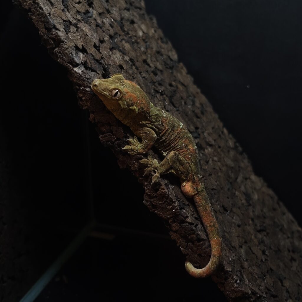 マモノミカドヤモリ GK