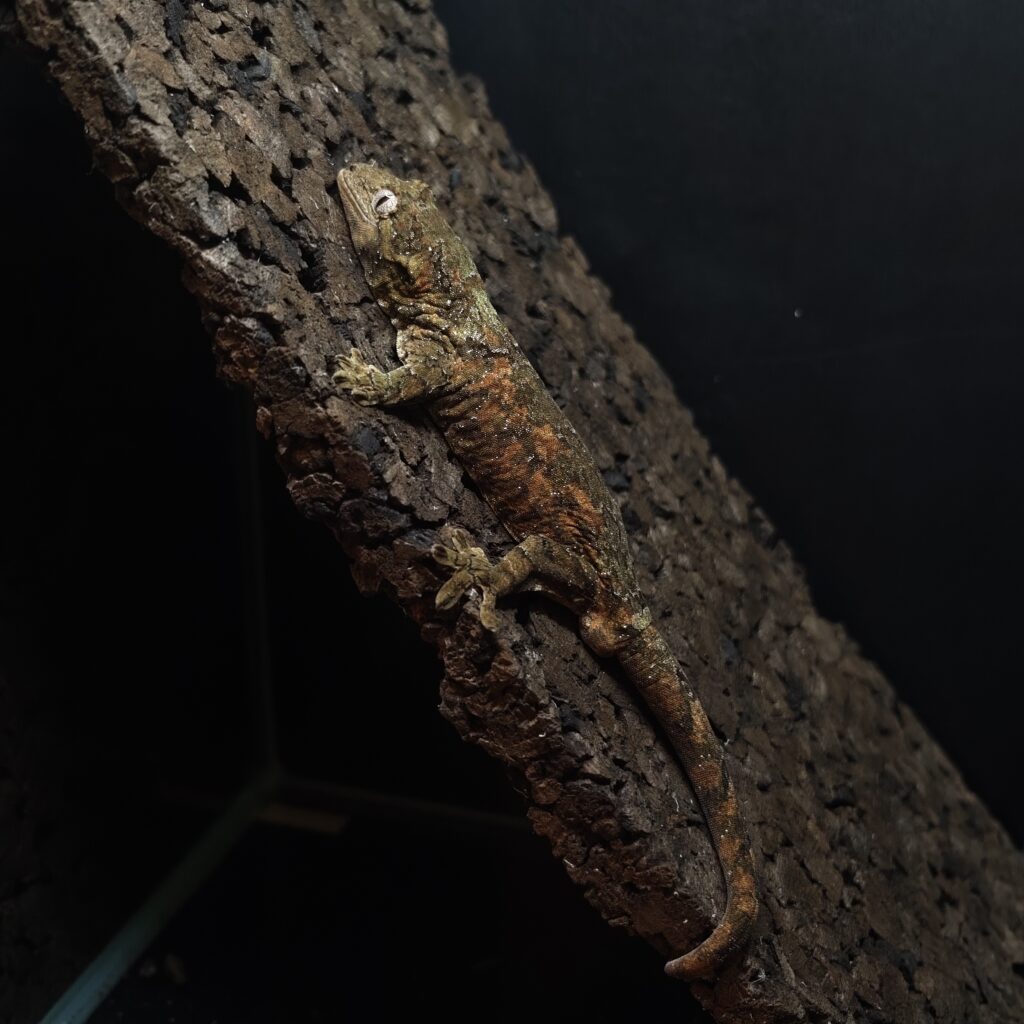 マモノミカドヤモリ パイン 神奈川CB GK-0004-23121