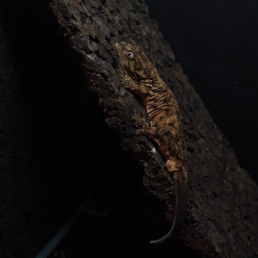 マモノミカドヤモリ パイン 神奈川CB GK-0004-23111