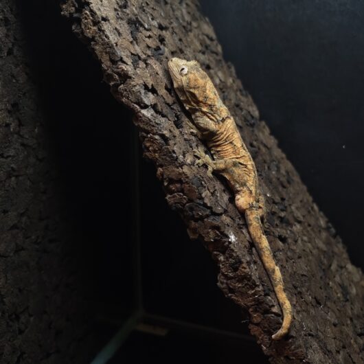 マモノミカドヤモリ マモノミカドヤモリ 神奈川CB GK-0004-25031