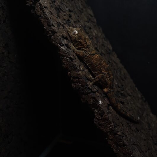 マモノミカドヤモリ パイン 神奈川CB GK-0004-25053