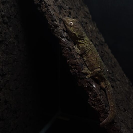 マモノミカドヤモリ メインランド 神奈川CB GK-0004-22022