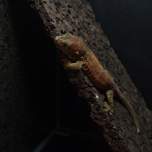 マモノミカドヤモリ オッドアイ USCB GK-0004-22023