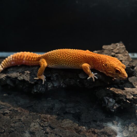 ヒョウモントカゲモドキ スーパータンジェリンベル 韓国CB GK-0005-25081