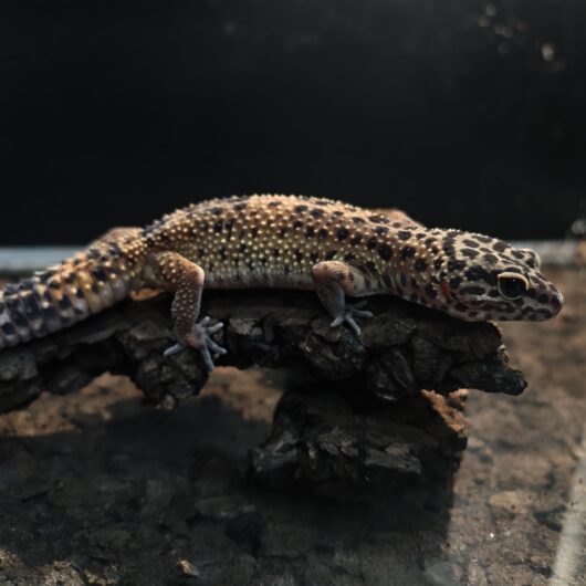 ヒョウモントカゲモドキ ブラックナイトクロス 韓国CB 2024