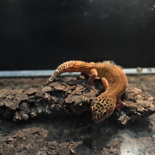 ヒョウモントカゲモドキ ブラックナイトマンダリン 韓国CB GK-0005-25061