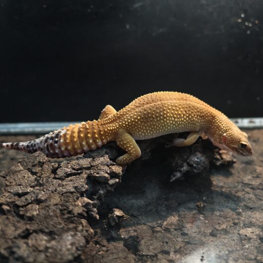 ヒョウモントカゲモドキ W&Yタンジェリン 韓国CB GK-0005-24071