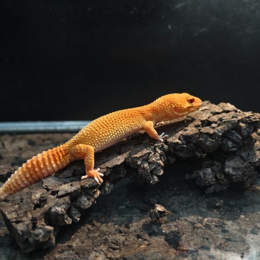 ヒョウモントカゲモドキ マンダリンベル 韓国CB GK-0005-25031