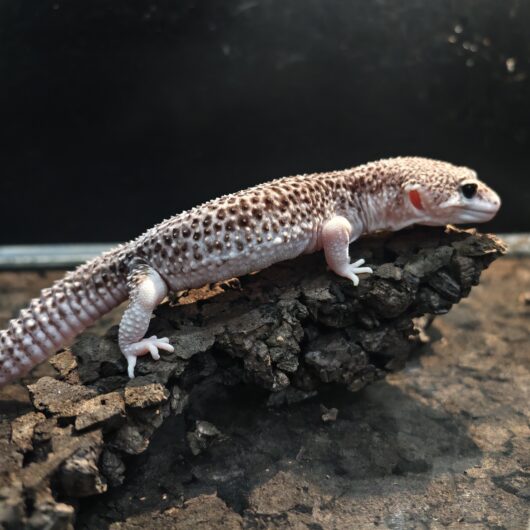 ヒョウモントカゲモドキ ギャラクシー 韓国CB 2036