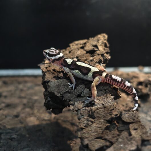 ヒョウモントカゲモドキ ボールド GK-0005-26011