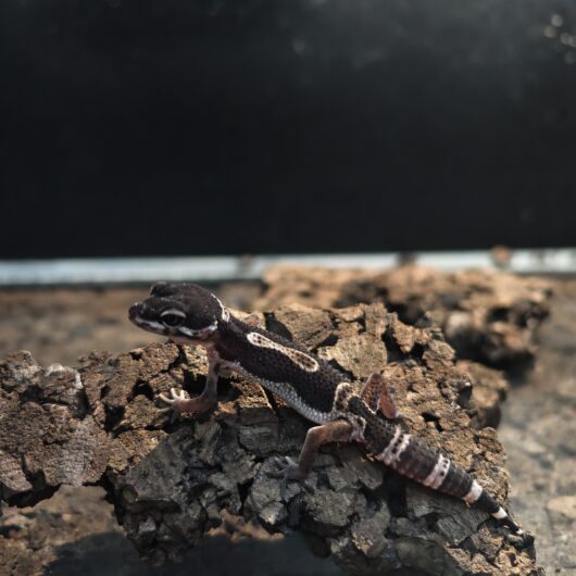 ヒョウモントカゲモドキ ブラックナイト GK