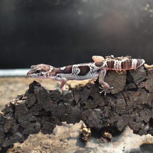 ヒョウモントカゲモドキ スノーブラックナイト GK-0005-26013