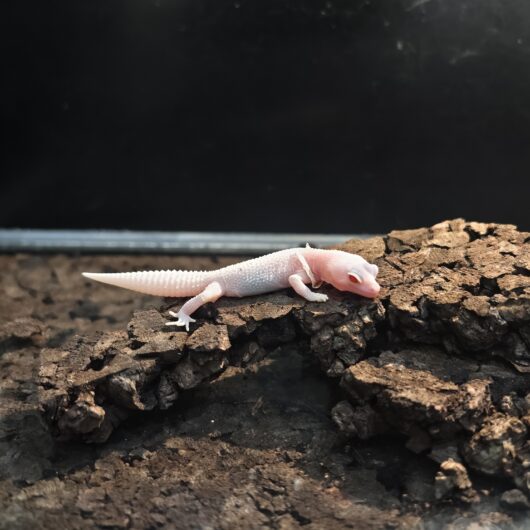 ヒョウモントカゲモドキ スーパーレーダー GK-0005-26014