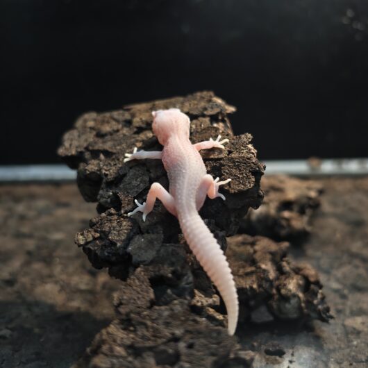 ヒョウモントカゲモドキ スーパーレーダー GK-0005-26015