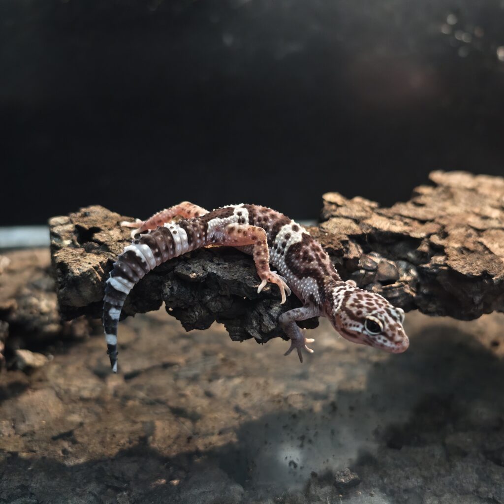 ヒョウモントカゲモドキ スノーブラックナイト GK-0005-26016