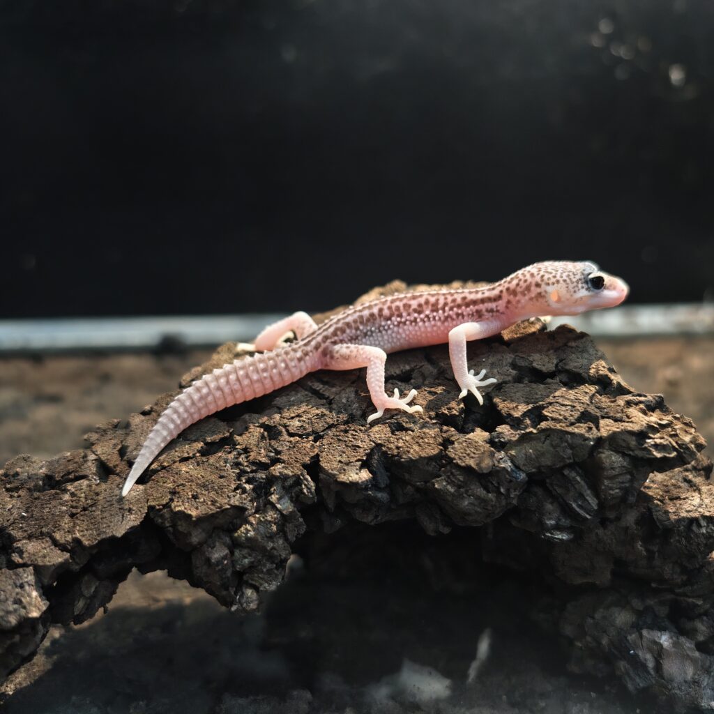 ヒョウモントカゲモドキ ギャラクシー GK-0005-26018