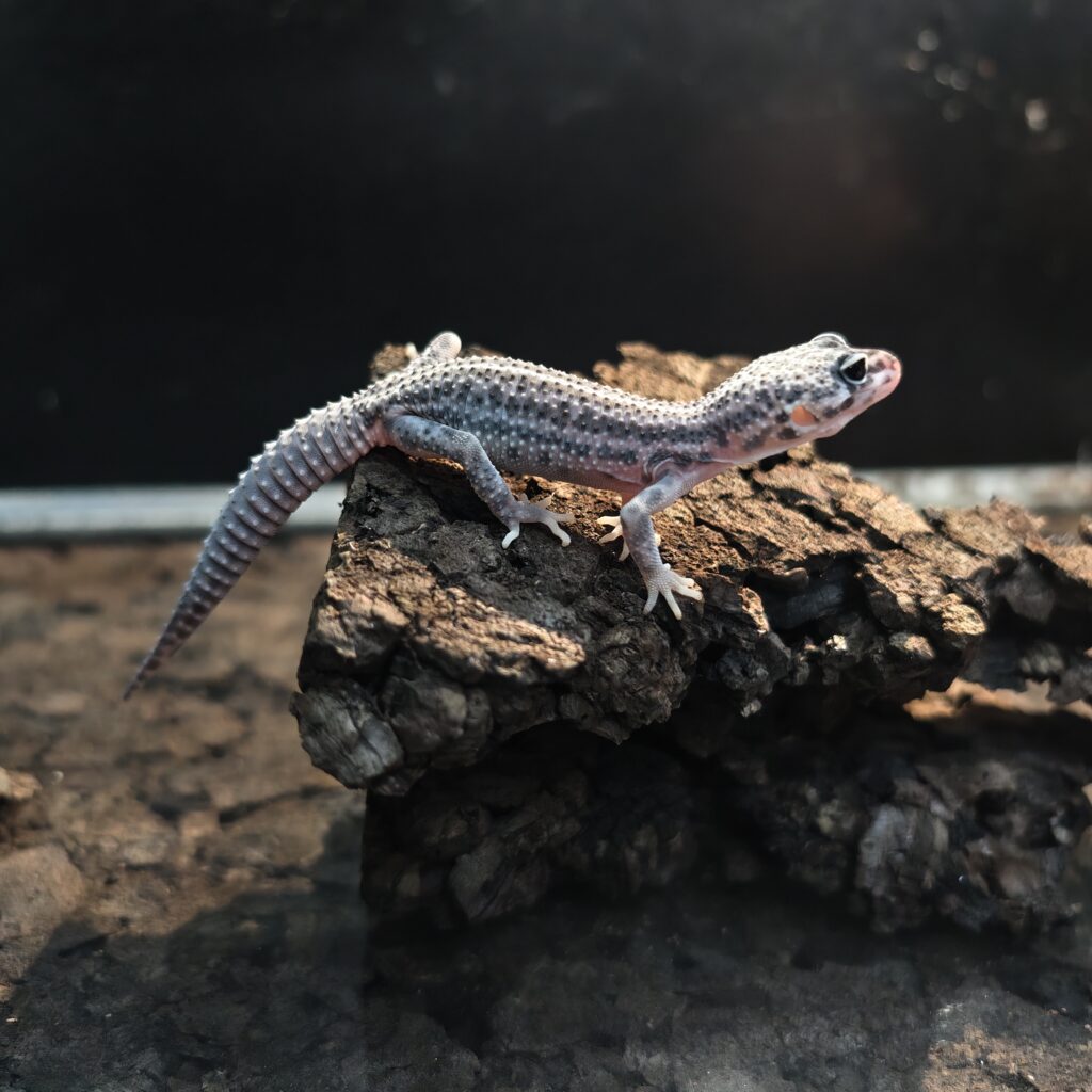 ヒョウモントカゲモドキ スーパースノー GK-0005-26019