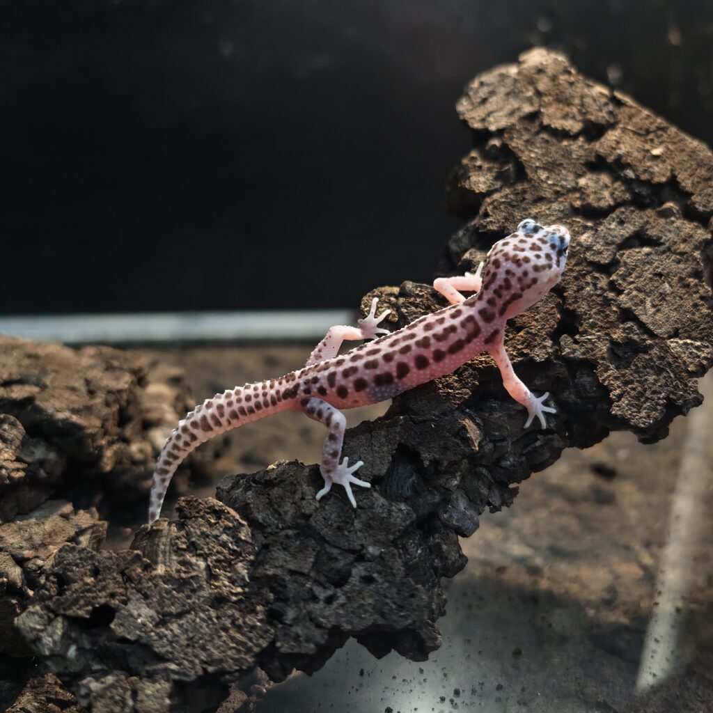 ヒョウモントカゲモドキ スーパースノー GK-0005-260110