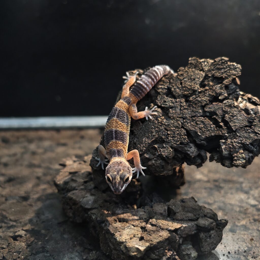 ヒョウモントカゲモドキ ブラックナイトタンジェリン GK-0005-260111