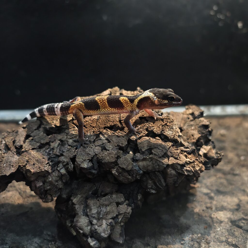 ヒョウモントカゲモドキ ブラックナイトタンジェリン GK-0005-260112