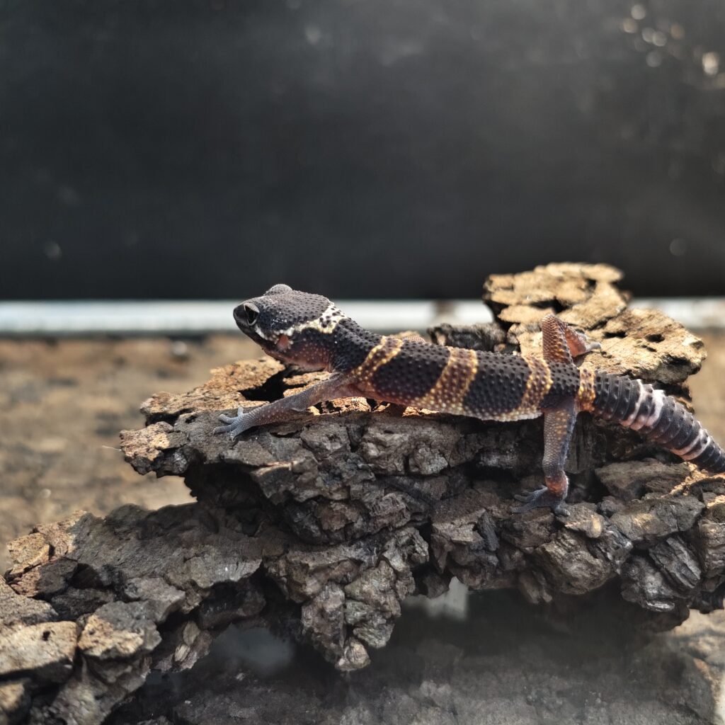 ヒョウモントカゲモドキ ブラックナイトタンジェリン GK-0005-260114