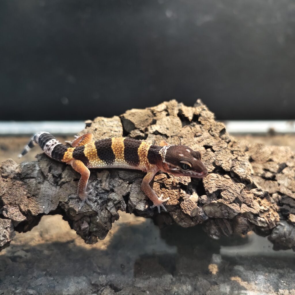 ヒョウモントカゲモドキ ブラックナイトタンジェリン GK-0005-260115