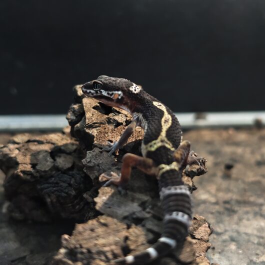 ヒョウモントカゲモドキ ブラックナイト GK-0005-260116