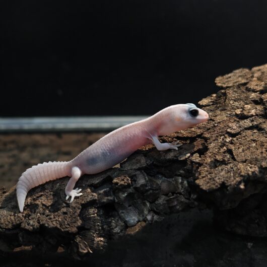 ニシアフリカトカゲモドキ オレオ ゴースト 香港 2095