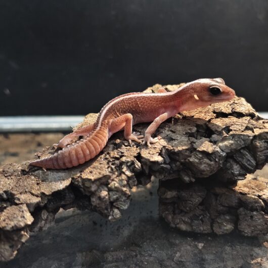 ニシアフリカトカゲモドキ キャラメル パターンレス マレーシア 2098