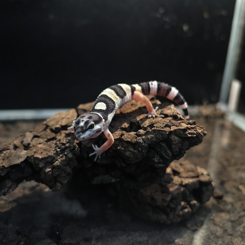 ヒョウモントカゲモドキ ボールド GK-0005-260117