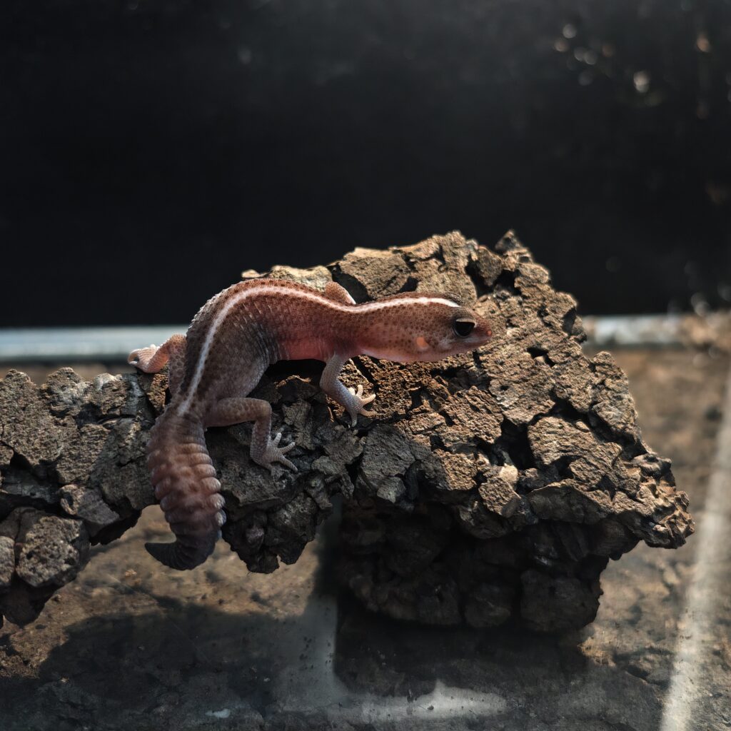 ニシアフリカトカゲモドキ オレオ パターンレス 香港 2116