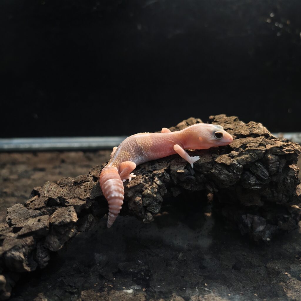 ニシアフリカトカゲモドキ アメル キャラメル 香港 GK-0006-24124